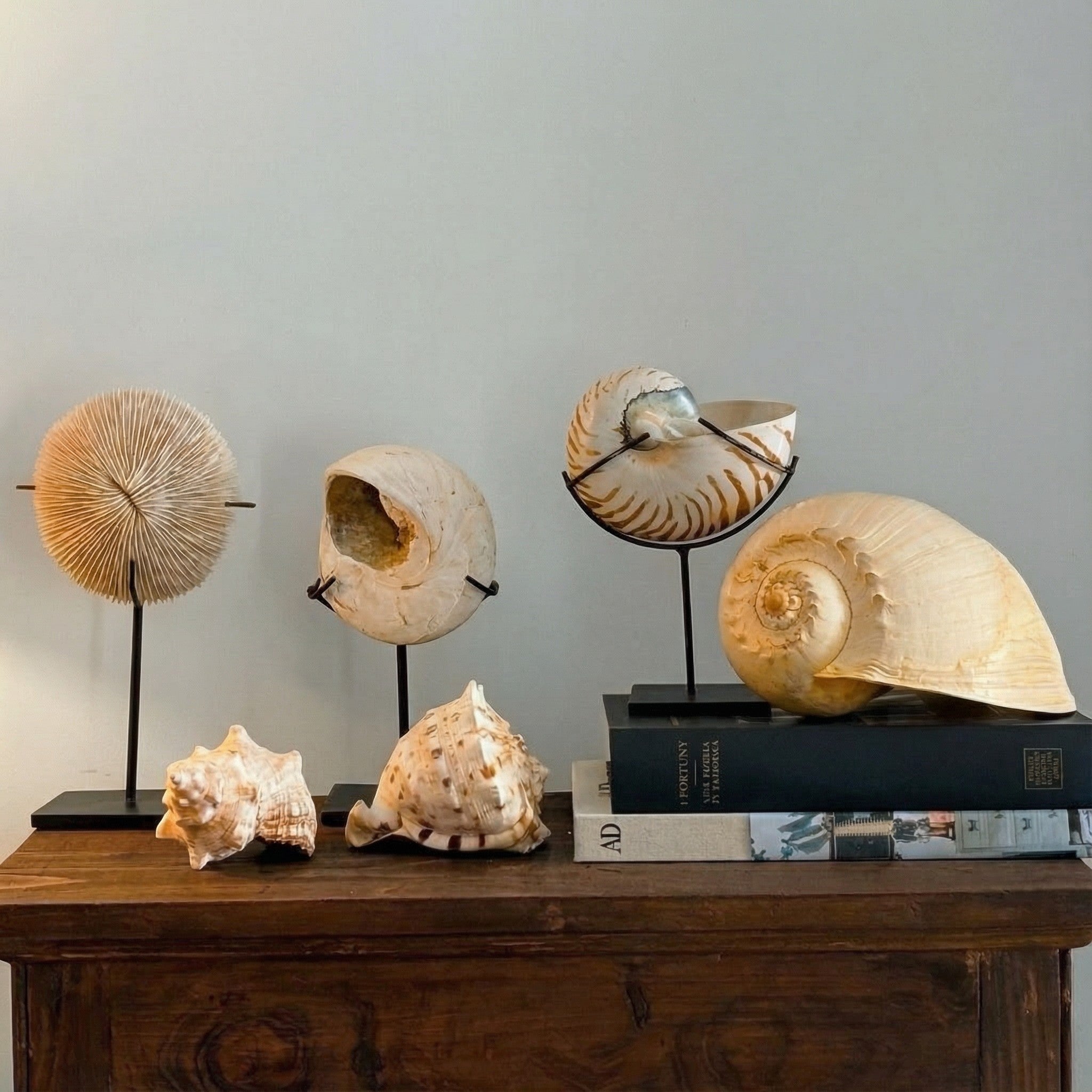 Oggetti decorativi con conchiglie