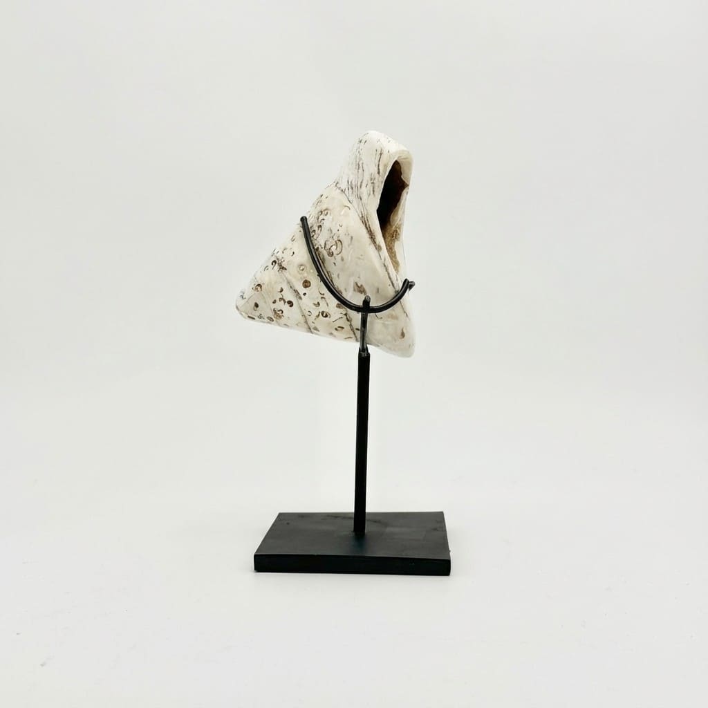 Conchiglia: La Sirena