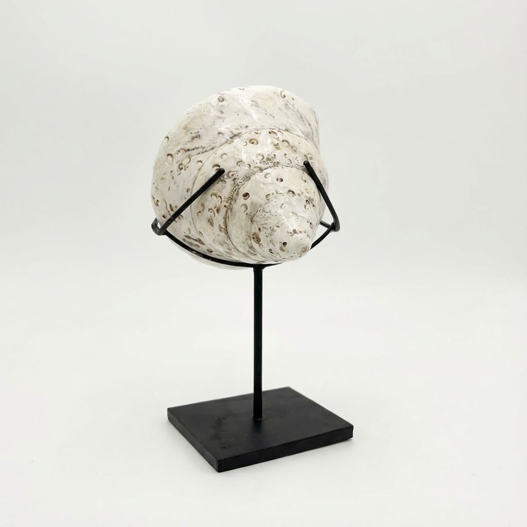 Conchiglia: La Sirena